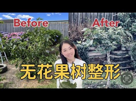 無花果樹 風水|無花果樹的寓意和象徵風水